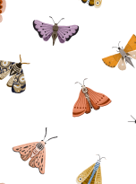 Kolorowe Motyle mini