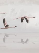 Flamingo,Flying,Over,The,Lake,Wallpaper,With,White,Background